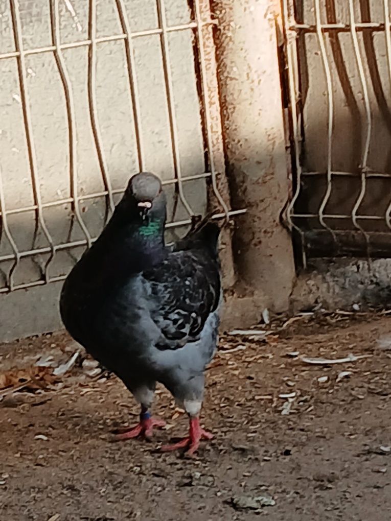 Kingi Kingi gołębie