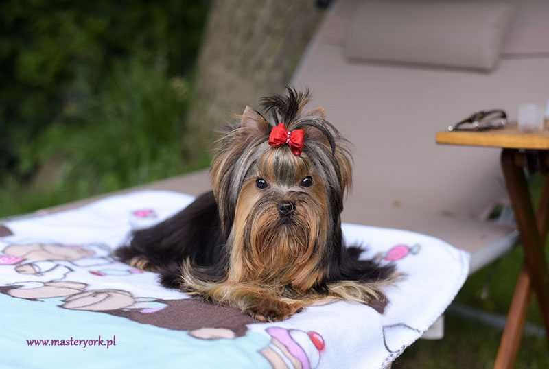 Yorkshire Terrier suczka z metryką ZKwP (FCI)