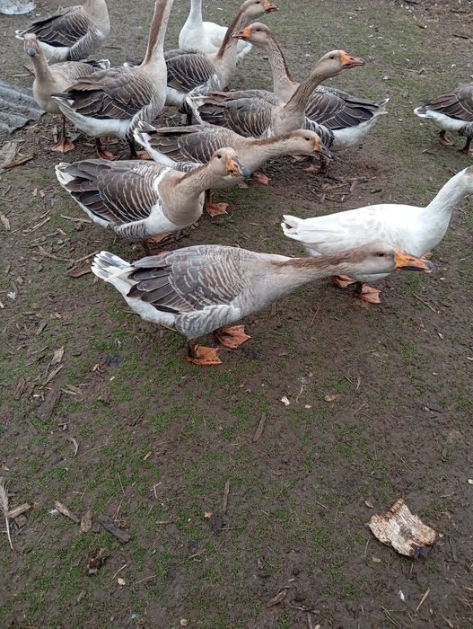 Продають  домашні гуси.