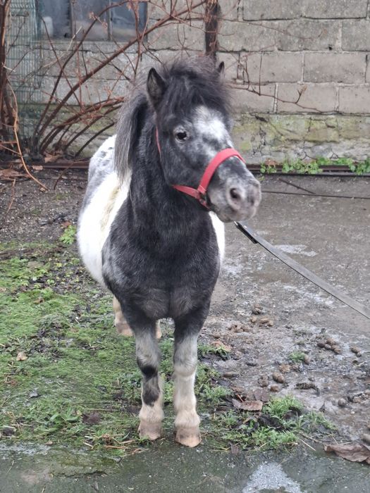 Sprzedam Kuce ogierki