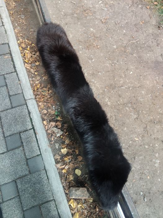 Продам воротнік крашений лисиці