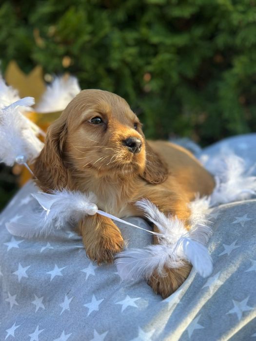 Cocker spaniel angielski sunia z rodowodem
