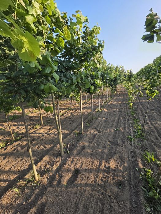 Lipa drobnolistna donica goły korzeń. Hurt detal