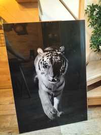 Obraz tygrys i zebra