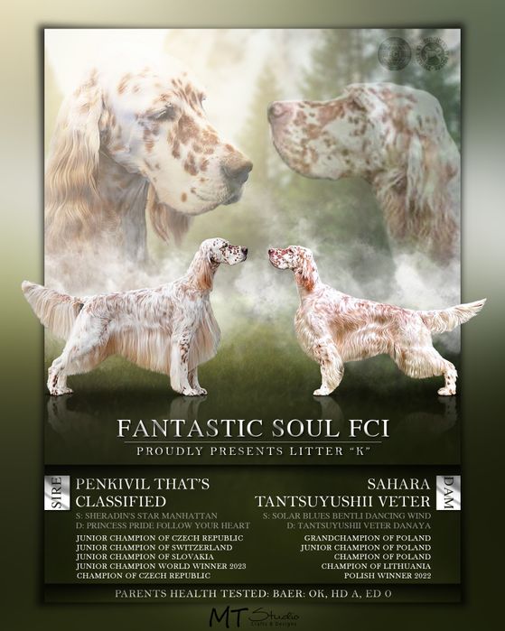 Seter angielski-samiec rezerwacja