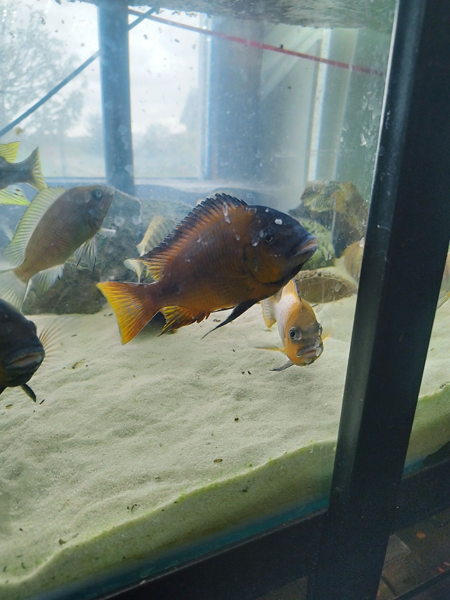 Petrochromis Red Bull point tanganika