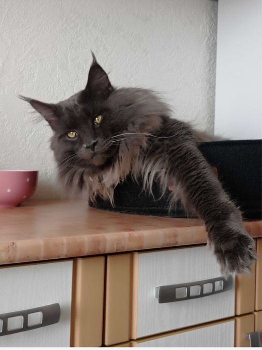 Котик хлопчик Мейн кун