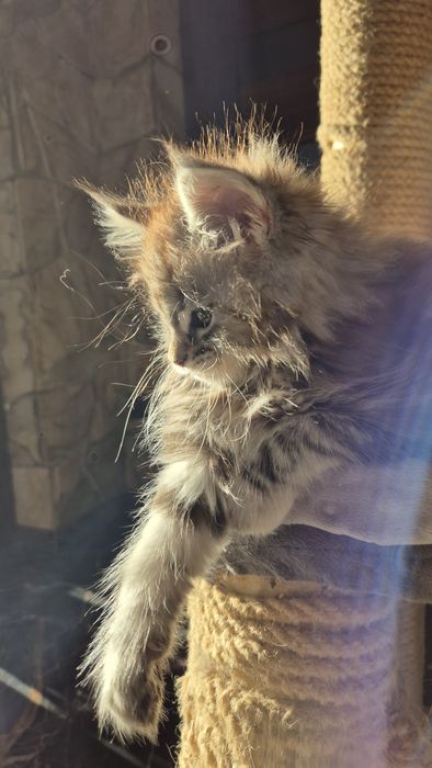 Jaga koteczka Maine Coon.