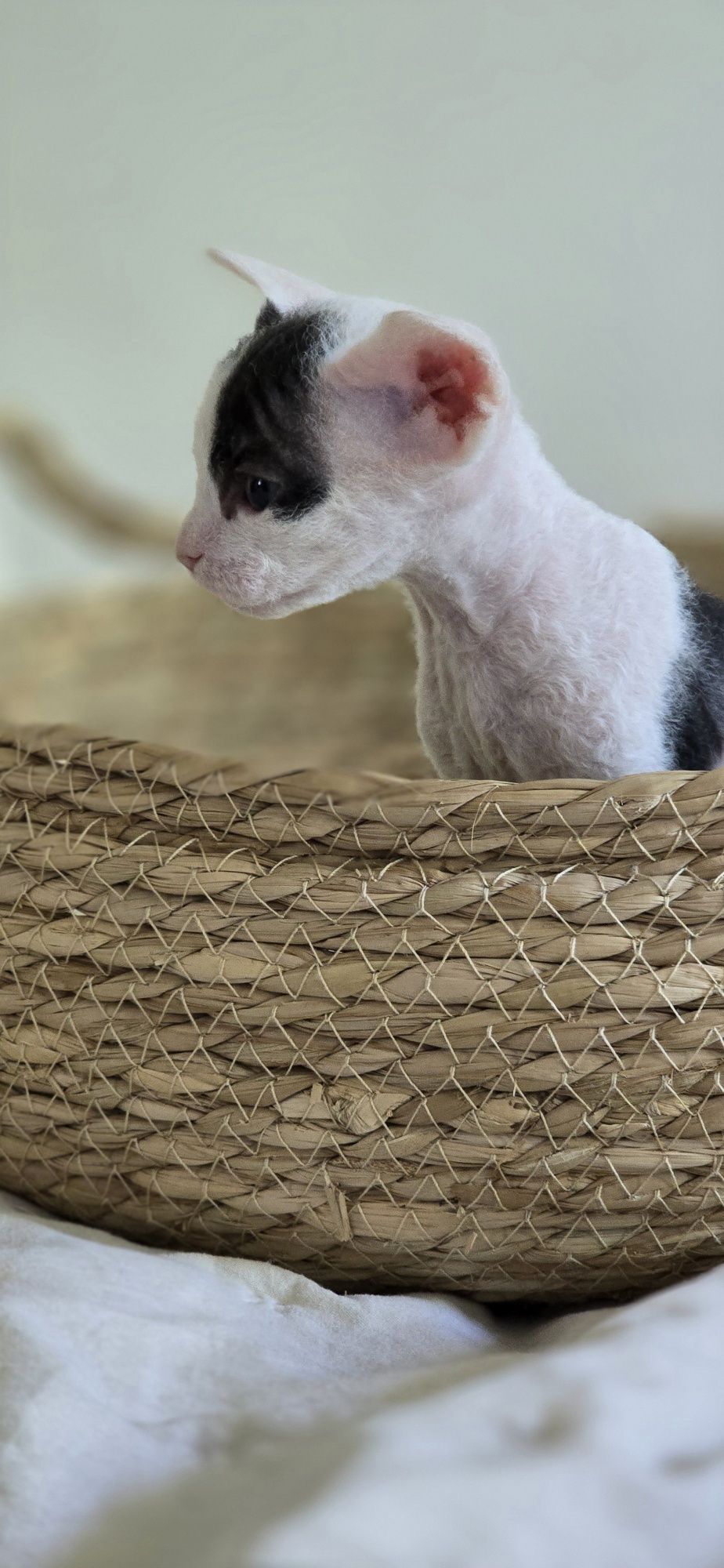 WCF Don Sphynx  kotek