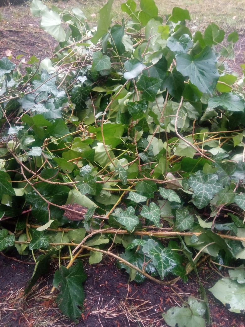 Pędy bluszczu do ukorzenienia