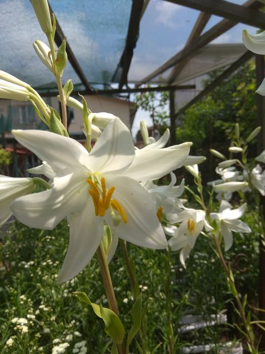 Луковицы лилии белой