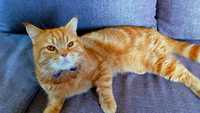 Шотландський прямовухий  котик з рідкісним червоно рудим забарвленням.