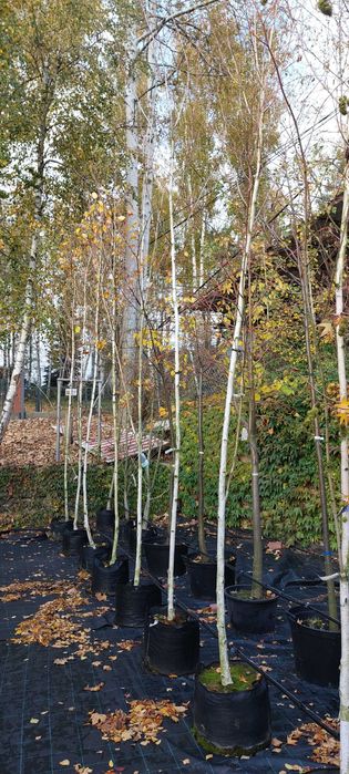Betula utilis 'Doorenbos' / brzoza pożyteczna