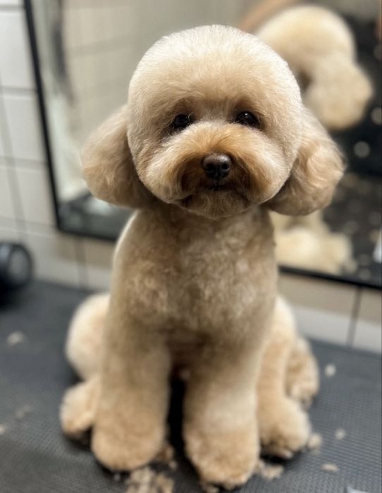 Від 800 грн (Грумінг на дому ( маленький простір) )