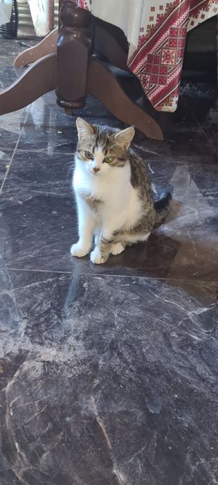 Віддам Безкоштовно кошеня Хлопчик