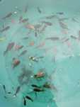 Kinguios orandas goldfish mistos