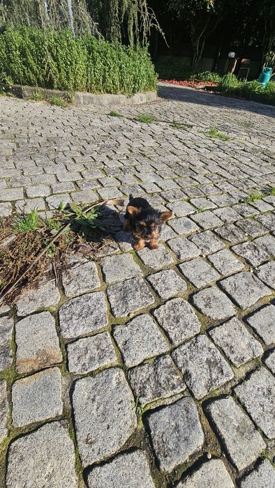 Yorkhire terrier macho Mini
