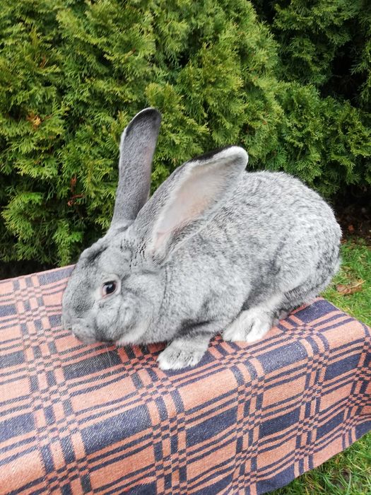 Królik belg szynszylowaty