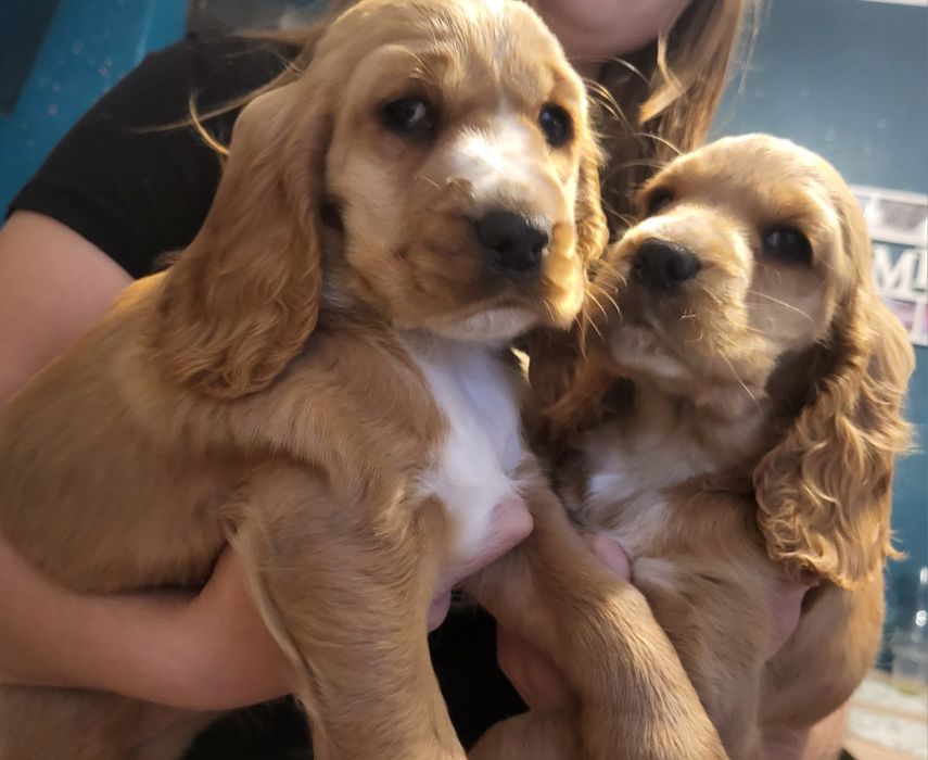 Coker spaniel angielski suczka