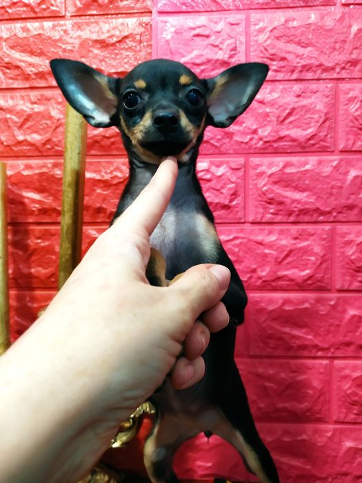 Черно-подпалая красавица мини, от двух Чемпионов! Док.КСУ,чип,привита!