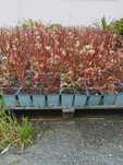 Plantas de mirtilos em vaso P9