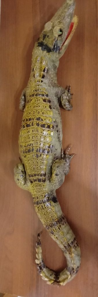 Чучело Крокодила.