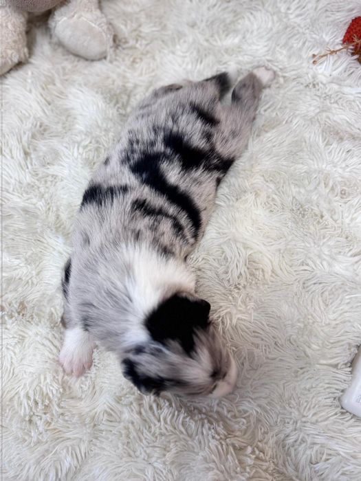 Border collie blue merle suczka niebieskie oczy
