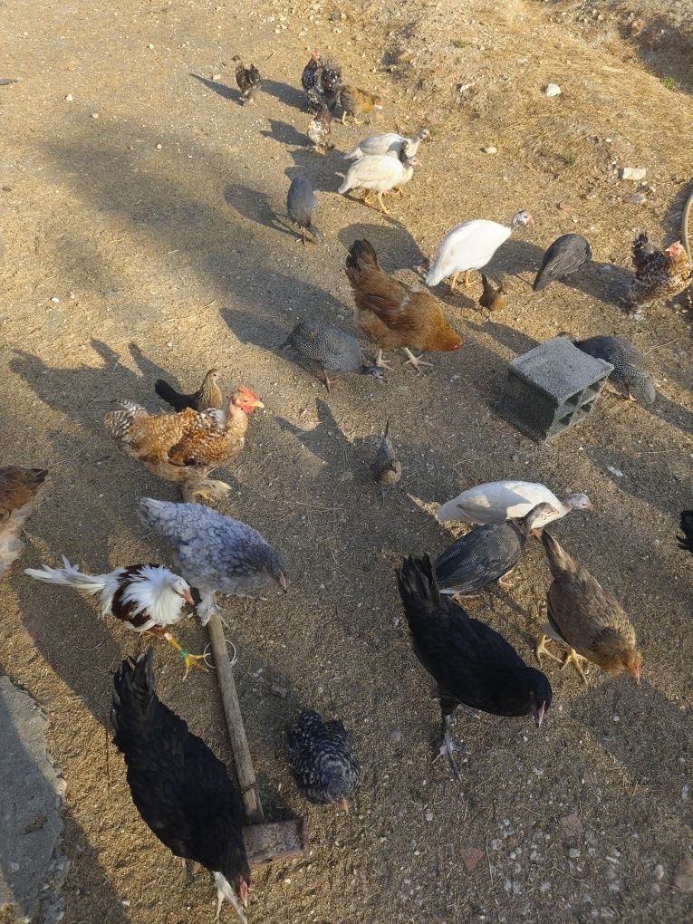 Pekins, kriel, fracas, galinhas angola