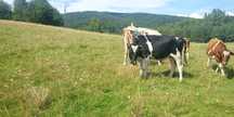 Witam sprzedam byka