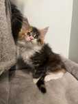 Kotka Maine Coon szylkretka