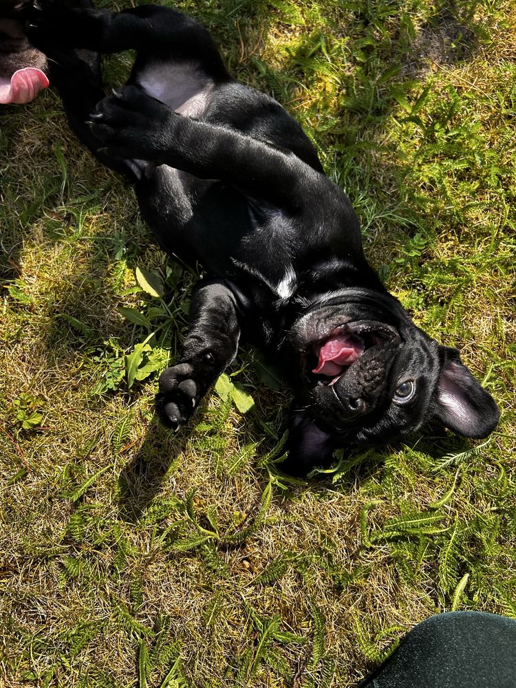 Buldog francuski- piesek