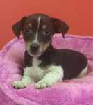 Jack Russell Terrier piesek numer 2