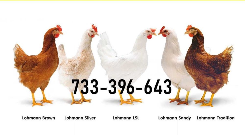 Kury Nioski Lohmann Brown Sandy Rosa Leghorn Dominant Greenshell