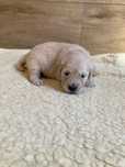 Golden retriever-piesek