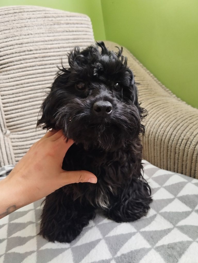 Suczka dziewczynka maltipoo f1b ( maltańczyk pudel maltipoo)