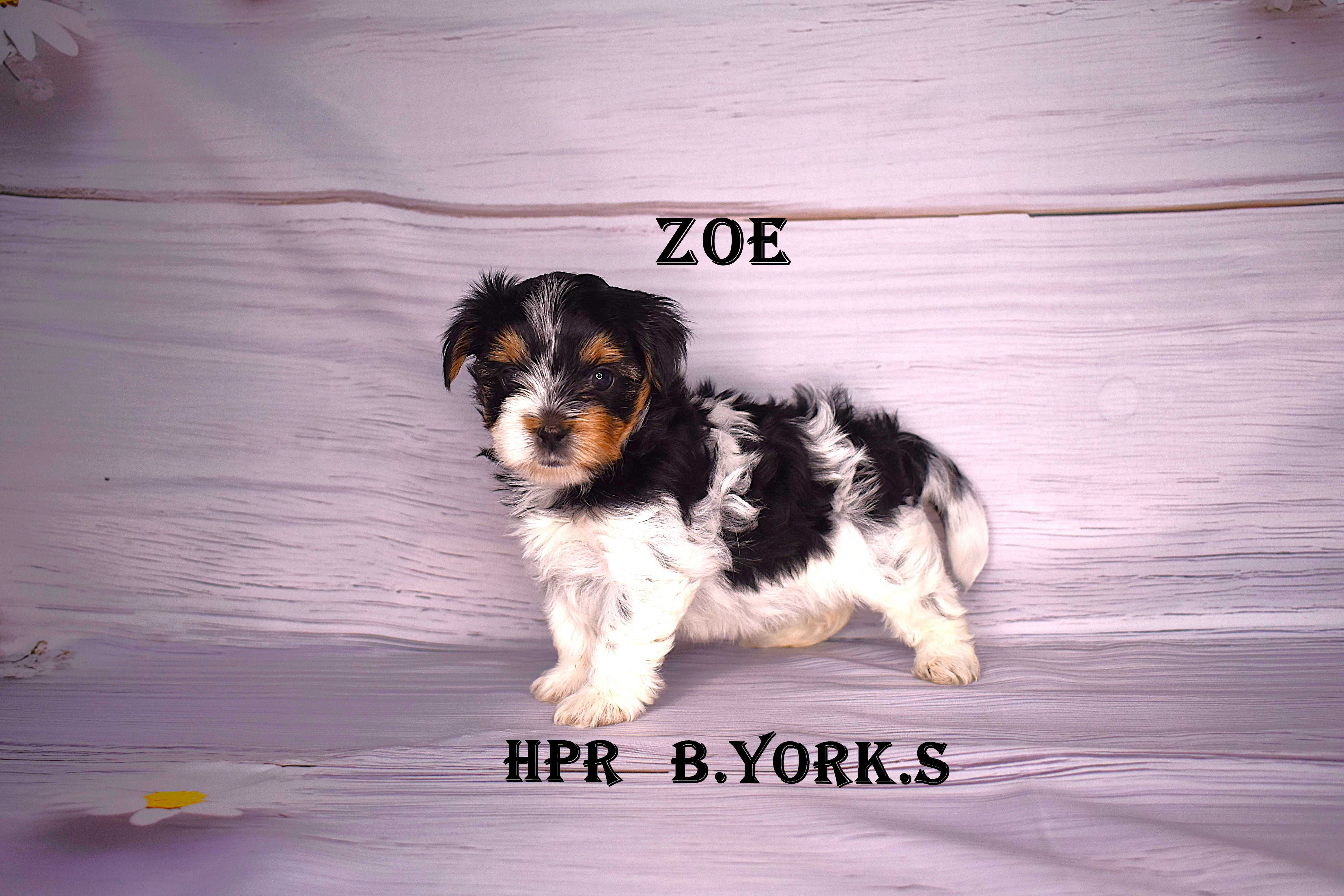 Biewer Yorkshire Terrier -suczka Zoe - do rezerwacji