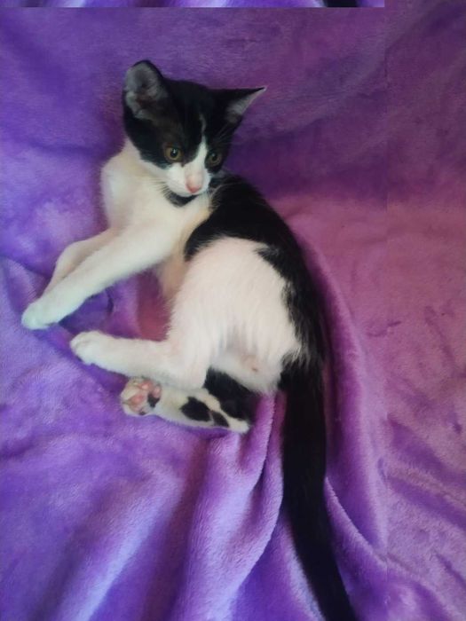 Кумедний хлопчик кошеня 5 міс. в добрі руки!