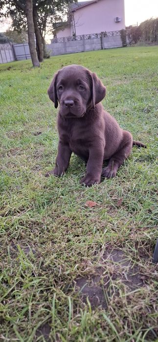 Labrador retriever szczeniak