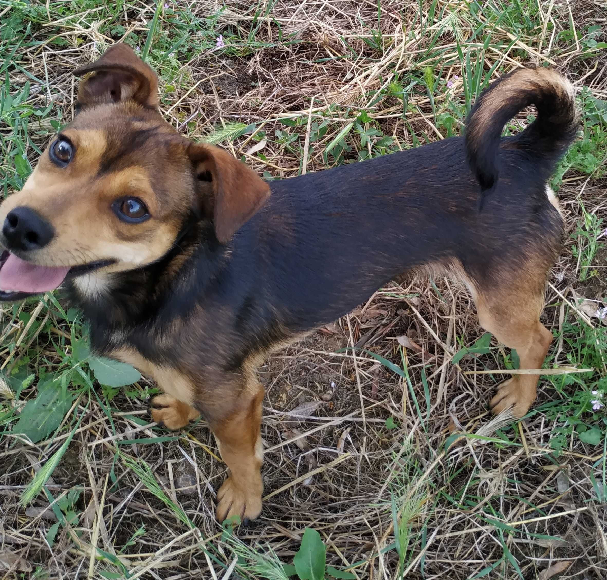 cachorrinho  muito dócil para adoção