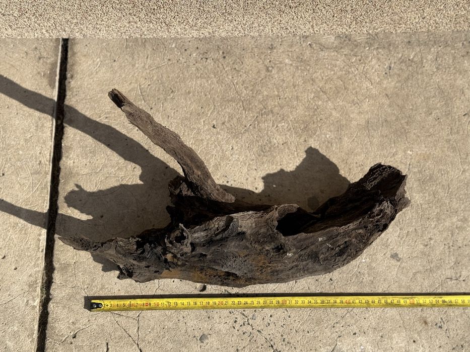 Korzeń do akwarium 50 cm