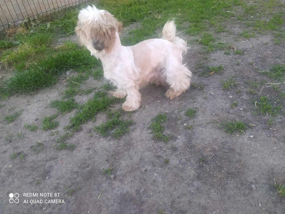 Shih Tzu z rodowodem