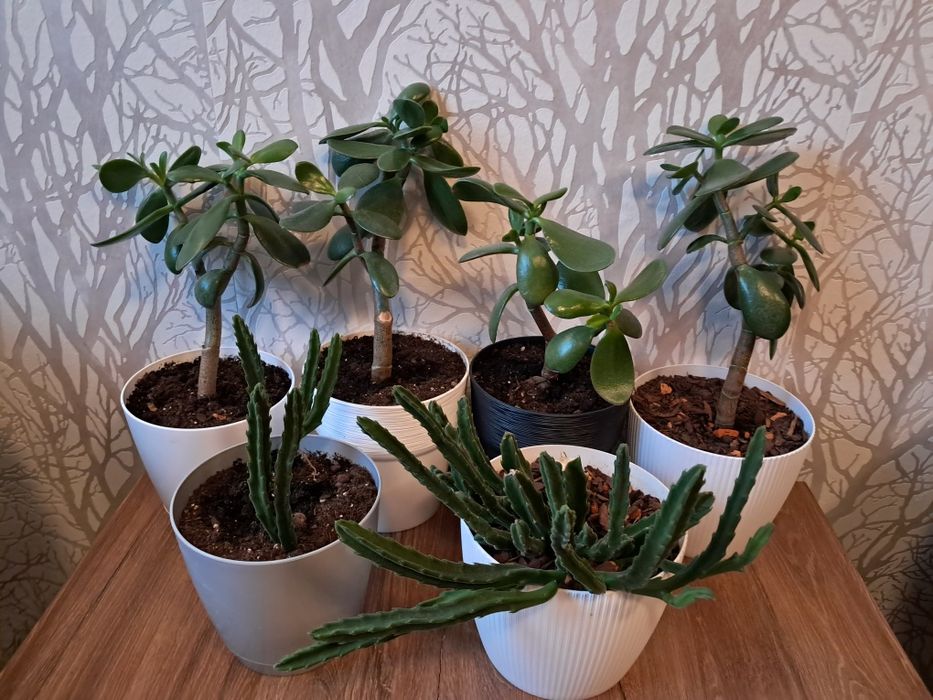 Kwiaty domowe różne