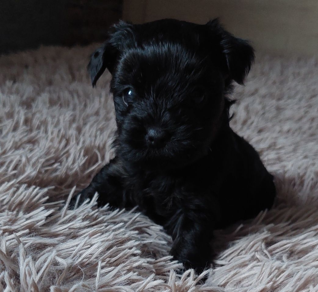 Yorkshire Terrier