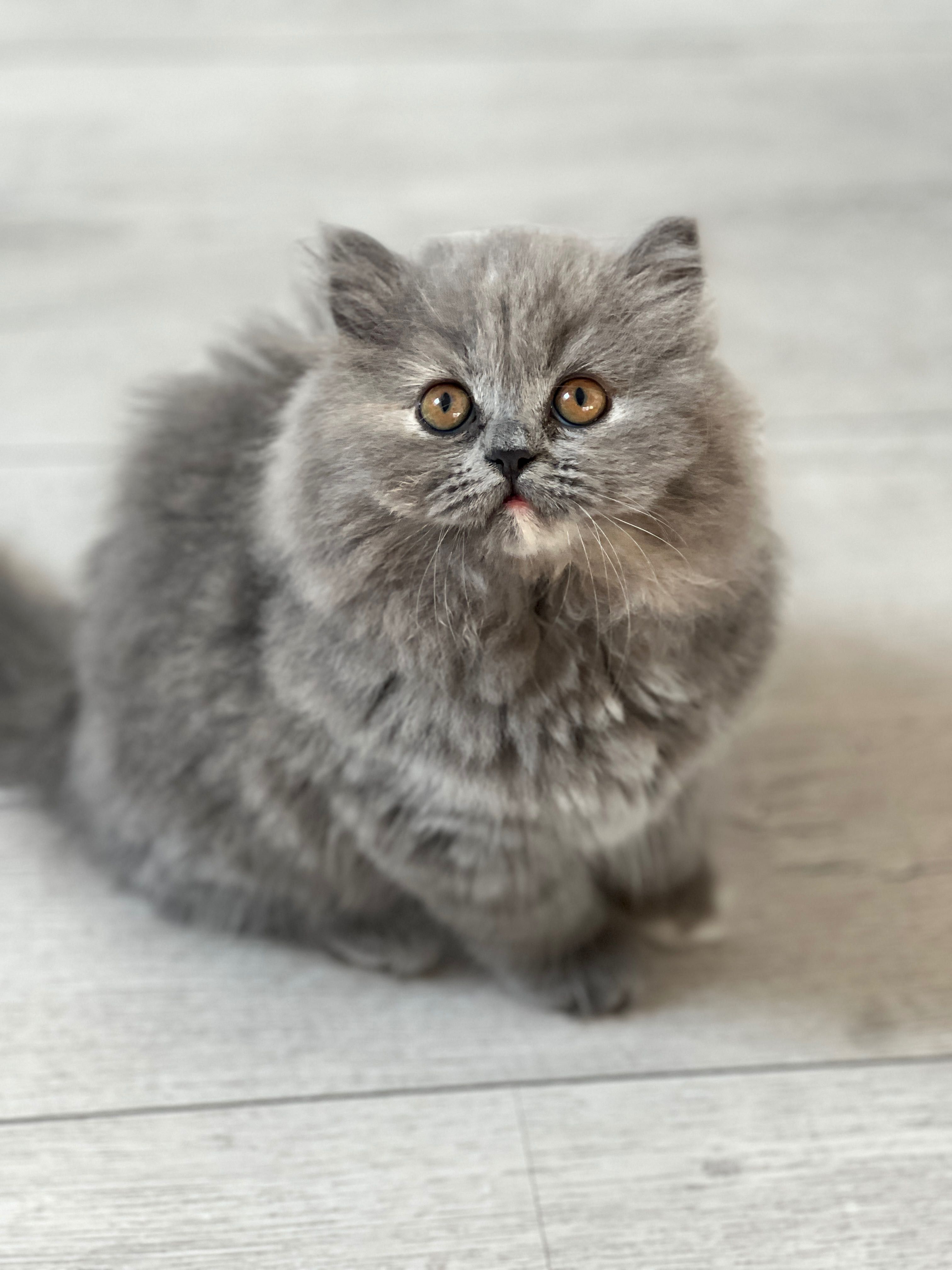 Kotka do adopcji brytyjska długowłosa
