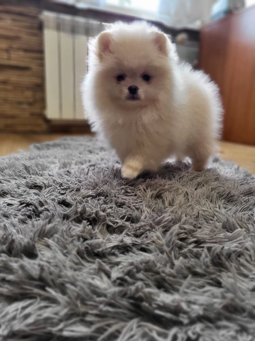 Szpic miniaturowy pomeranian