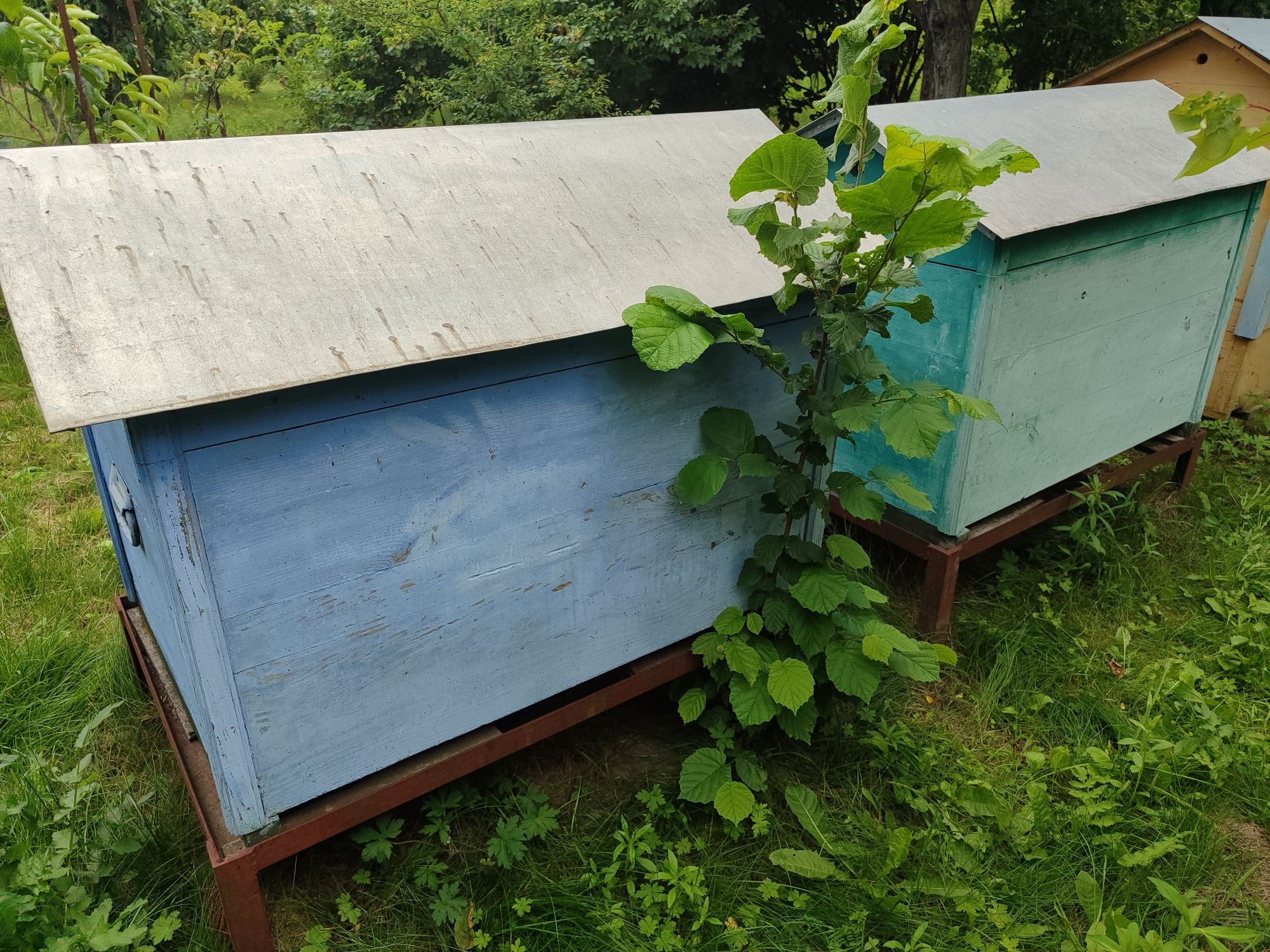 Вулики дадани і на українську рамку
