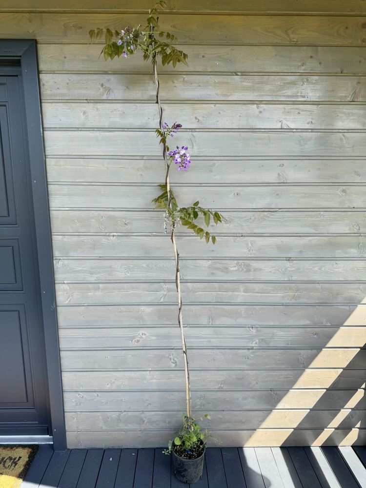 Piękna wisteria Ikoyama Fuji ponad 200cm fioletowe kwiaty