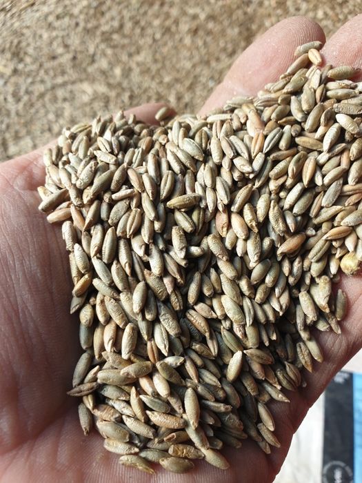 Żyto hybrydowe Gilmor