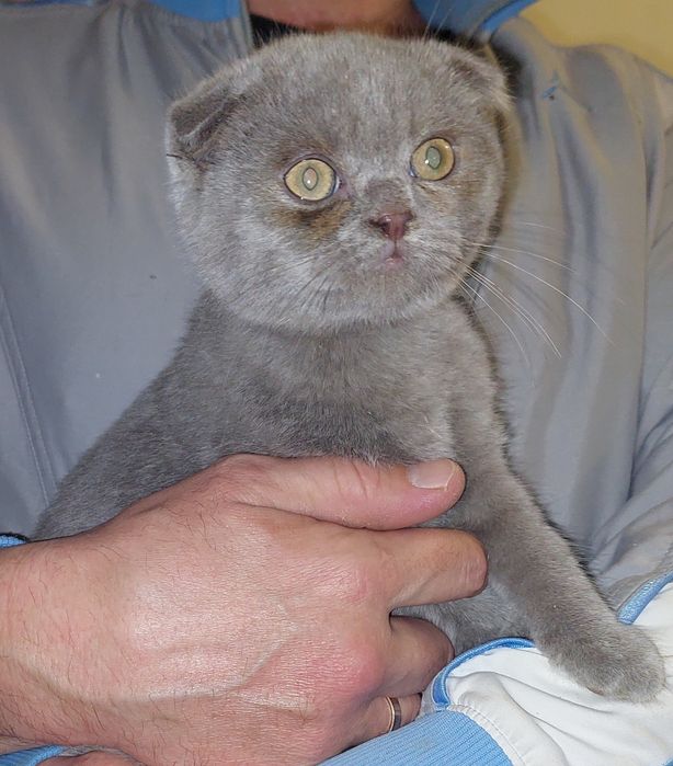 Шотландский вислоухий котёнок Мальчик.