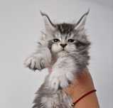 Maine Coon, kocurek, rodowód FPL, opcja